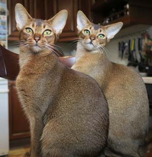 tabby cat